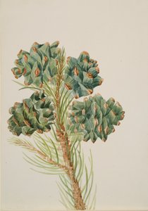 Enkelbladige Den Pinus monophylla, ca. 1930s