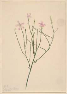 Skeletbloem (Lygodesmia juncea)