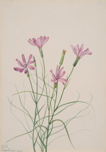 Skelet Onkruid Lygodesmia grandiflora, 1931