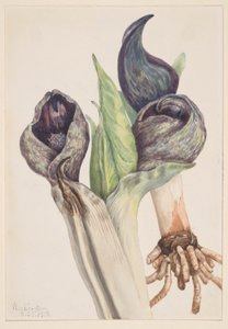 Stinkkool (Spathyema foetida)