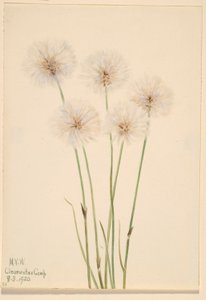 Slank katoengras (Eriophorum chamissonis) door Mary Vaux Walcott