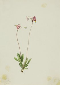 Slanke schietster (Dodecatheon pauciflorum) door Mary Vaux Walcott
