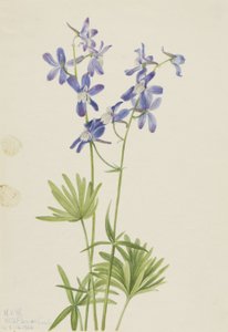 Slanke ridderspoor (Delphinium depauperatum) door Mary Vaux Walcott