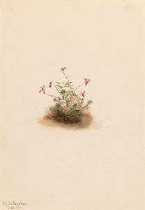 Kleine veenbes Oxycoccus palustris, 1911