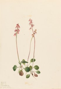 Kleine Pyrola Pyrola minor, 1922 door Mary Vaux Walcott
