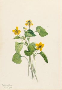 Glad geel viooltje (Viola eriocarpa) door Mary Vaux Walcott