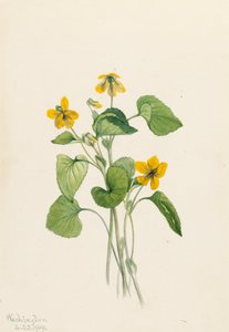 Gladde Gele Viooltje Viola eriocarpa, 1919 door Mary Vaux Walcott