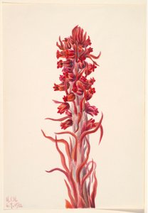 Sneeuwplant (Sarcodes sanguinea)