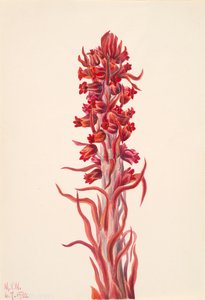 Sneeuwplant Sarcodes sanguinea door Mary Vaux Walcott