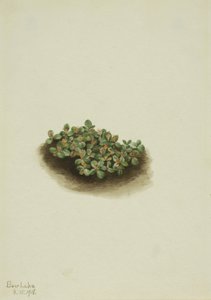 Sneeuwwilg (Salix nivalis) door Mary Vaux Walcott