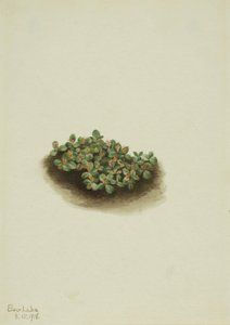 Sneeuwwilg Salix nivalis, 1918