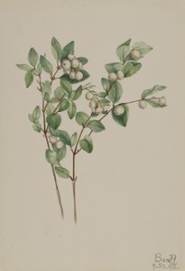 Sneeuwbes (Symphoricarpos albus)