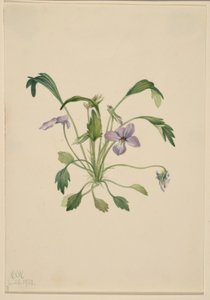 Zuidelijke viooltjesvoet (Viola digitata) door Mary Vaux Walcott