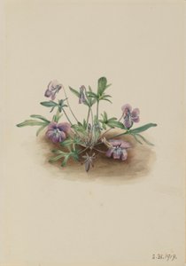 Zuidelijke kustviooltje (Viola septemloba)