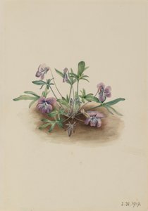 Zuidelijke Kustviolet Viola septemloba, 1919
