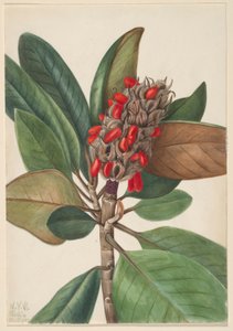 Zuidelijke Magnolia (Magnolia grandiflora) door Mary Vaux Walcott
