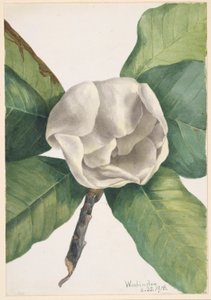 Zuidelijke Magnolia (Magnolia grandiflora) door Mary Vaux Walcott