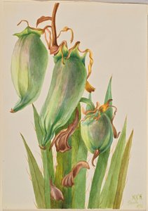 Spaanse bajonet (Yucca baccata) door Mary Vaux Walcott