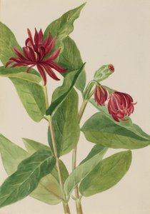 Spicebush (Calycanthus occidentalis) door Mary Vaux Walcott