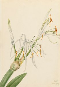 Spinlelie Hymenocallis rotata