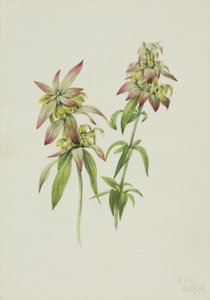 Gevlekte bijenbalsem Monarda punctata door Mary Vaux Walcott