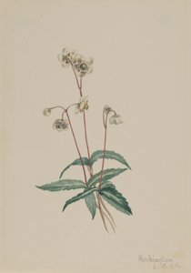 Gevlekte Pipsissewa Chimaphila maculata