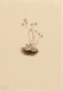 Gevlekte Steenbreek Saxifraga bronchialis, 1903 door Mary Vaux Walcott