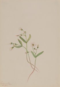Lentebloem Claytonia lanceolata, 1916