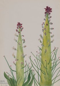 Squaw-Kool Caulanthus inflatus, 1935