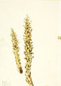 Squawroot Conopholis americana, 1919