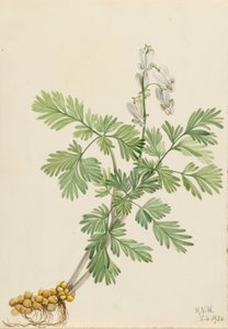 Eekhoornmaïs (Bikukulla canadensis) door Mary Vaux Walcott