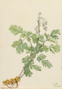 Squirrel Corn Bikukulla canadensis, 1920 door Mary Vaux Walcott