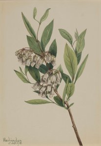 Struikhei (Pieris mariana) door Mary Vaux Walcott