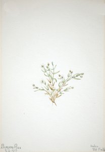 Stelleria leata, 1917 door Mary Vaux Walcott
