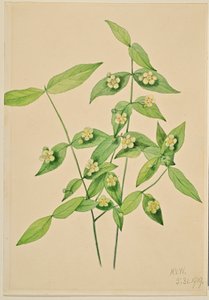 Aardbeienstruik (Euonymus americanus) door Mary Vaux Walcott