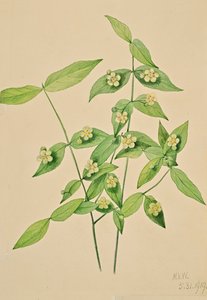 Struikspitsmuis Euonymus americanus, 1919 door Mary Vaux Walcott