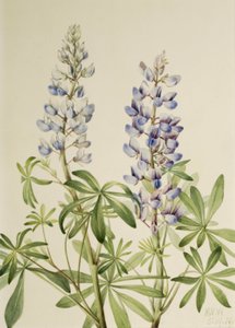 Zonnewijzer Lupine Lupinus perennis, 1919 door Mary Vaux Walcott