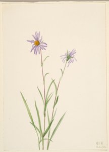 Moerasaster (Aster paludosus) door Mary Vaux Walcott