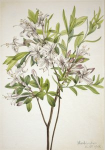 Moerasazalea (Azalea viscosa)