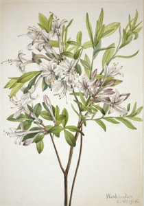 Moeras Azalea Azalea viscosa, 1918 door Mary Vaux Walcott