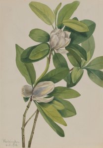 Moerasmagnolia (Magnolia virginiana) door Mary Vaux Walcott
