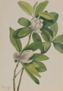 Moeras Magnolia Magnolia virginiana, 1918 door Mary Vaux Walcott