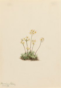 Zoete Androsace Androsace carinata