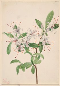 Azalea (Azalea arborescens)