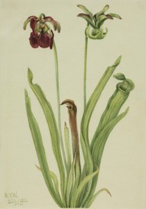 Zoete Bekerplant Sarracenia rubra