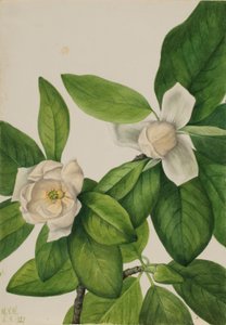 Vuurdoorn (Magnolia virginiana) door Mary Vaux Walcott