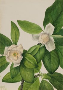 Sweetbay Magnolia virginiana