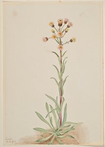 Tall Fleabane (Erigeron acris) door Mary Vaux Walcott