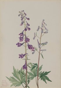 Ridderspoor (Delphinium elongatum)