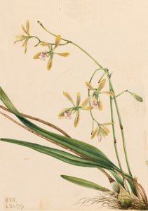 Tampa Epidendrum Epidendrum tampense, 1919